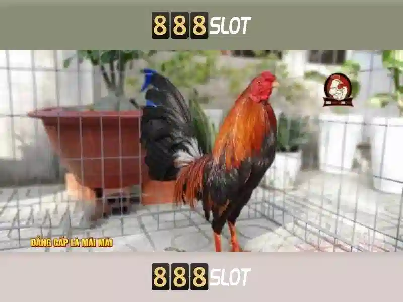 casino 888 - 888slot